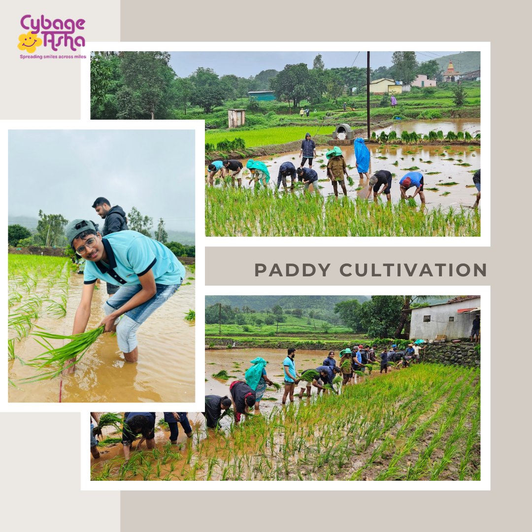 cybage_csr's tweet photo. CybageAsha successfully organized paddy cultivation drives in Bhor, Velhe, and Khed clusters in Pune! 🌾 With 92 amazing volunteers, we supported local farmers and made a real impact. 
#CybageAsha #PaddyCultivation #Volunteerism #EmpoweringFarmers #TheCybageFoundation https://t.co/RDTxttXZsF