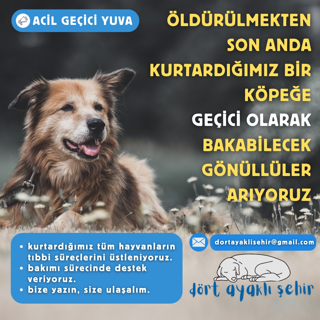 dortayaklisehir's tweet photo. Onlar toplu mezarlar kazıyor, biz tek tek yaşatıyoruz!

Öldürülmekten son anda kurtarabildiğimiz bir köpeğimize geçici olarak, bizim desteğimizle bakabilecek gönüllüler arıyoruz. 

Bize ulaşın, konuşalım, el birliğiyle yaşatalım. Email: dortayaklisehir@gmail.com

#CanYoldasiniYasat
#YasaDeğilTopluKatliam