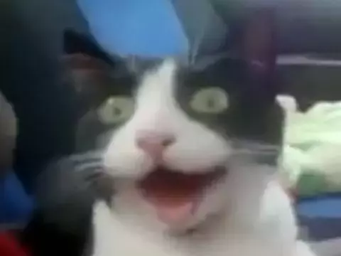 Pwex Lord tweet media