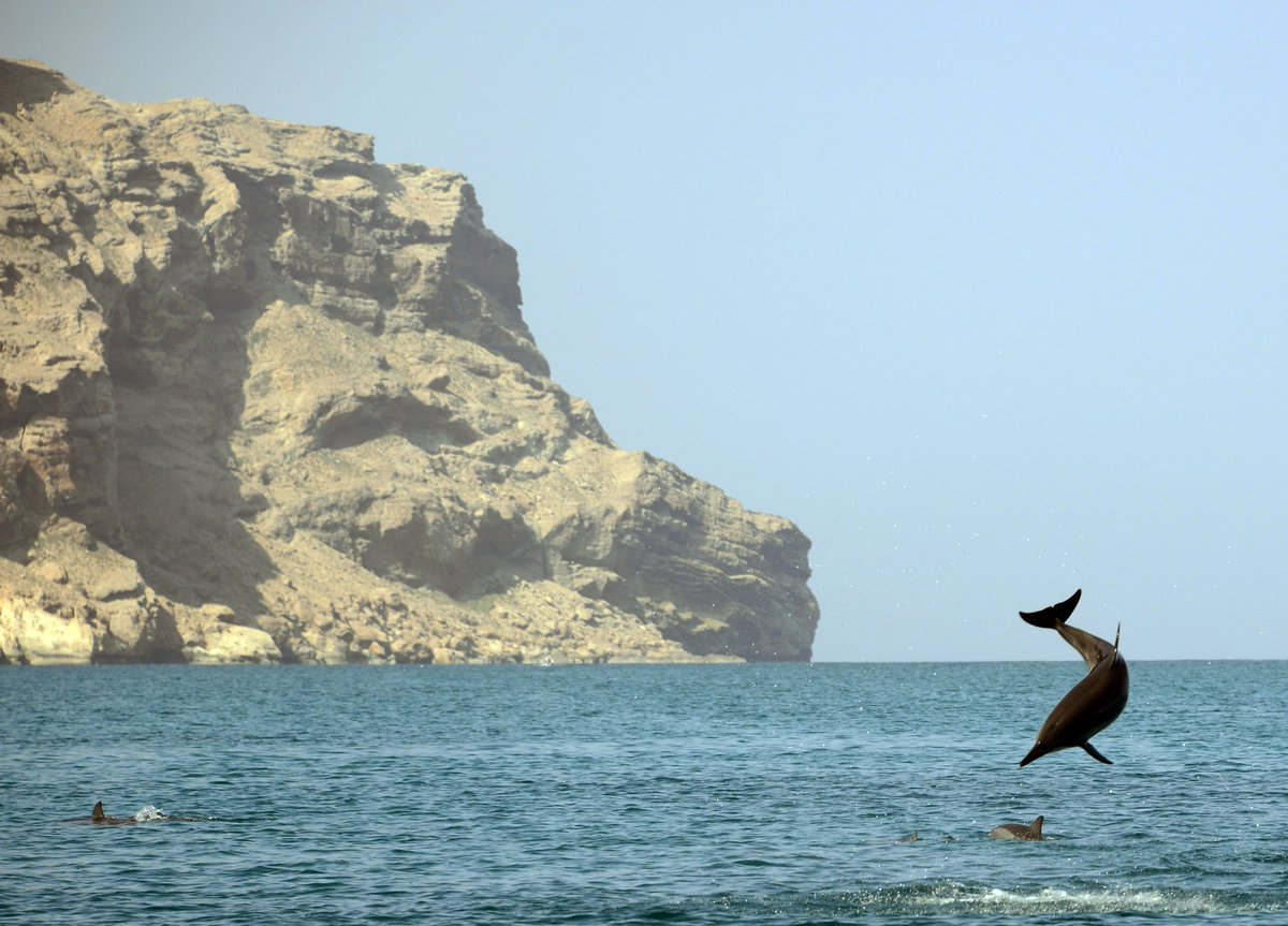 Untamed Borders tweet media