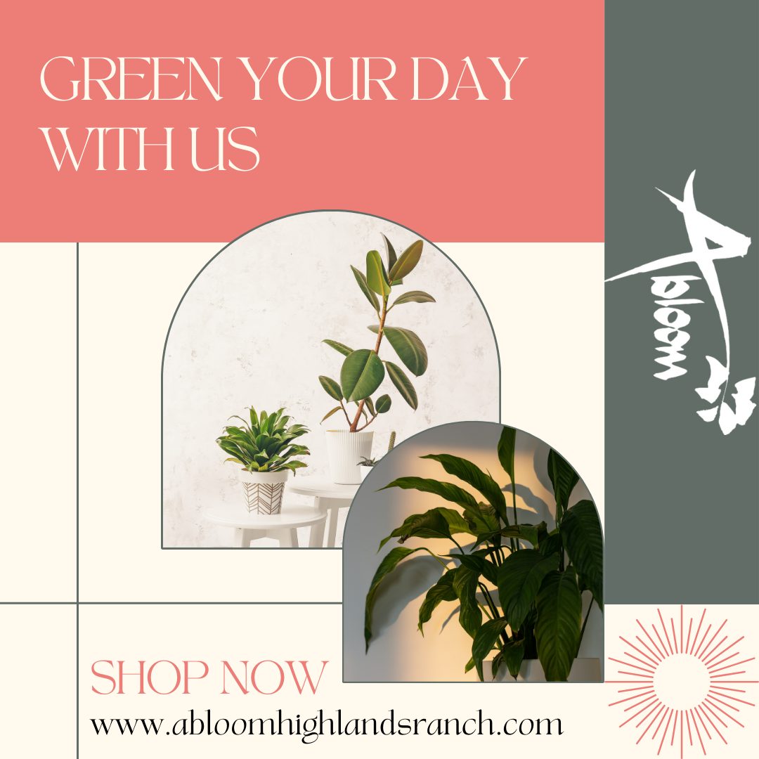 Do you want to send something bright and lively but not feel a flower arrangement? We offer several beautiful and easy-to-care-for plant options in the shop. Call us today at 303-470-1700 or go to AbloomHighlandsRanch.com to learn more! #highlandsranchfloral