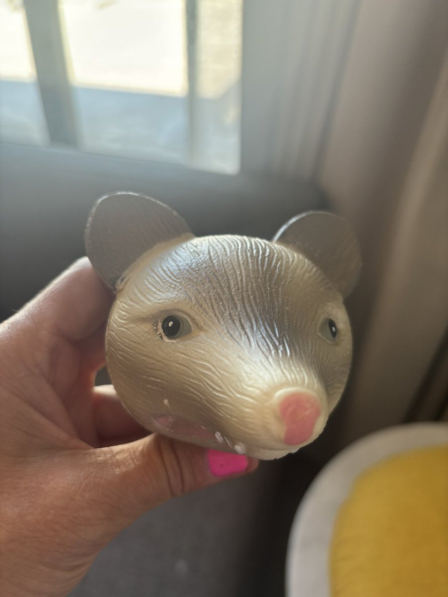 lotcatnip's tweet image. Had both hands high in the air while waving this possum during Possum last night. Just tell me where to pay my fine.