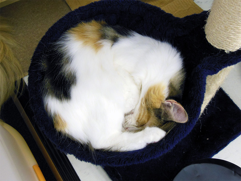 #世界猫の日
#WorldCatDay

丸くなる猫