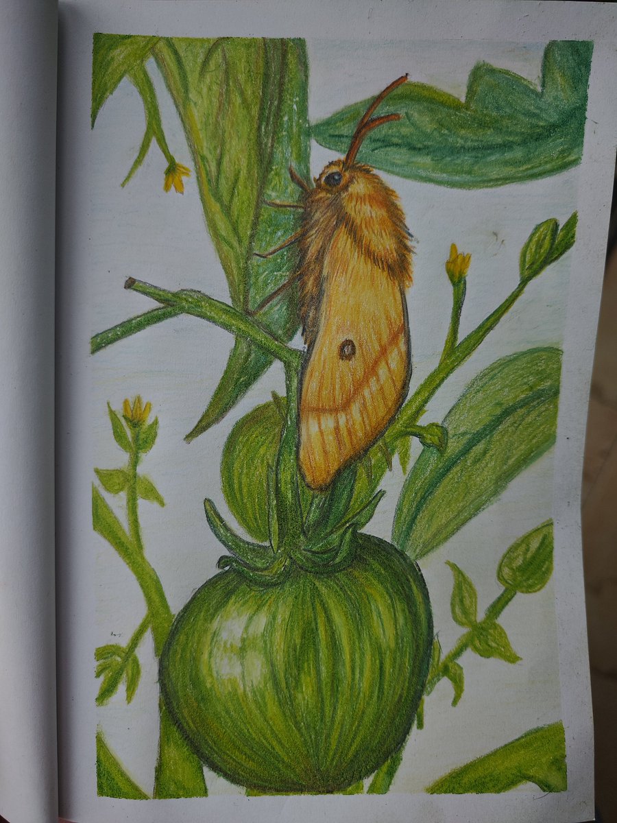 Colour pencil of a pretty girl I found last week, got tired towards the end but it came out alright.