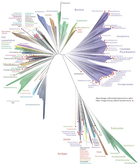 NatureMicrobiol's tweet image. In a 2016 article, @LAHug_ and colleagues uprooted our conceptualization of the Tree of Life. Anchoring our August focus issue is an update from Hug on what&apos;s changed since, and the importance of documenting microbial diversity
nature.com/articles/s4156…