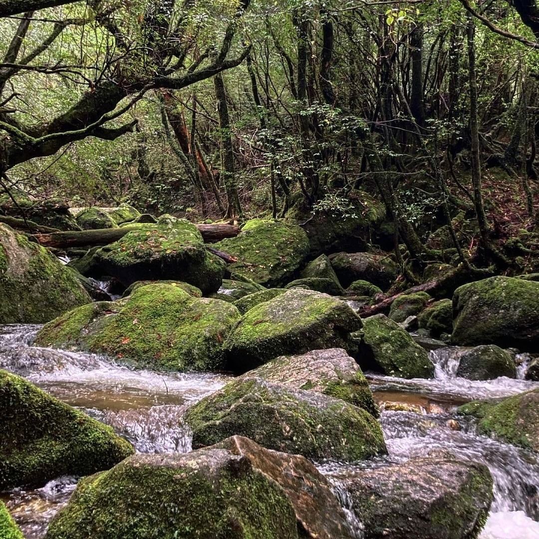 jmaan2's tweet photo. 前日夜からの雨で川は増水
苔むす森までは行かずに散策🚶‍♀️
水分たっぷりの苔は一層美しい🌿✨

#鹿児島県#屋久島#世界遺産#屋久杉#白谷川#コケスミレ#弥生杉#ハイノキ#サクラツツジ#癒し#楽しい時間#山が好き https://t.co/uHP99iIwJp