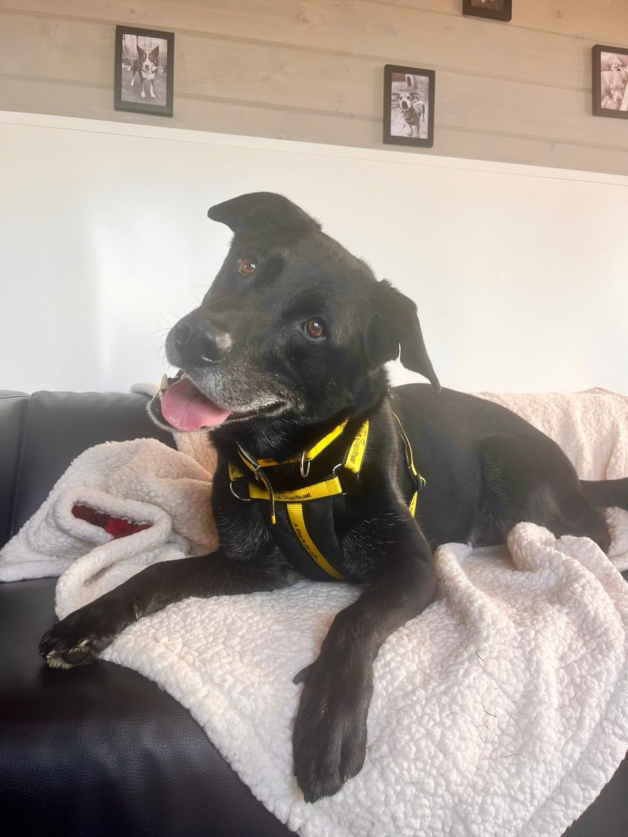 DT_Shoreham's tweet photo. Buddy perfectly demonstrating how the mid-week-slump feels! 😂🫠

But in all seriousness, we think this sweet #LabradorCross would make for an excellent office buddy for adopters who work from home!  

Could he be the dog for you? 🐾 https://t.co/wp4YbRU1og #MidWeekMood https://t.co/M2JIMH1J96