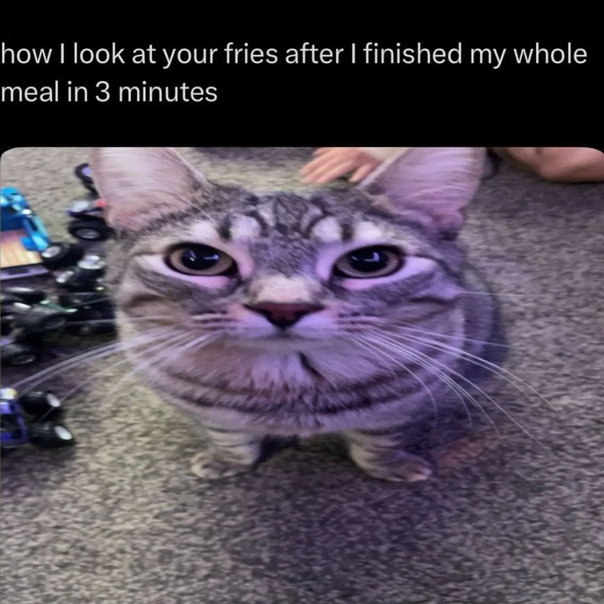 Why you should have a cat (@shouldhavecat) on Twitter photo 