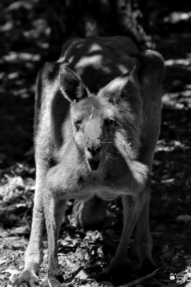 Mark Gray (@markagray1) on Twitter photo 