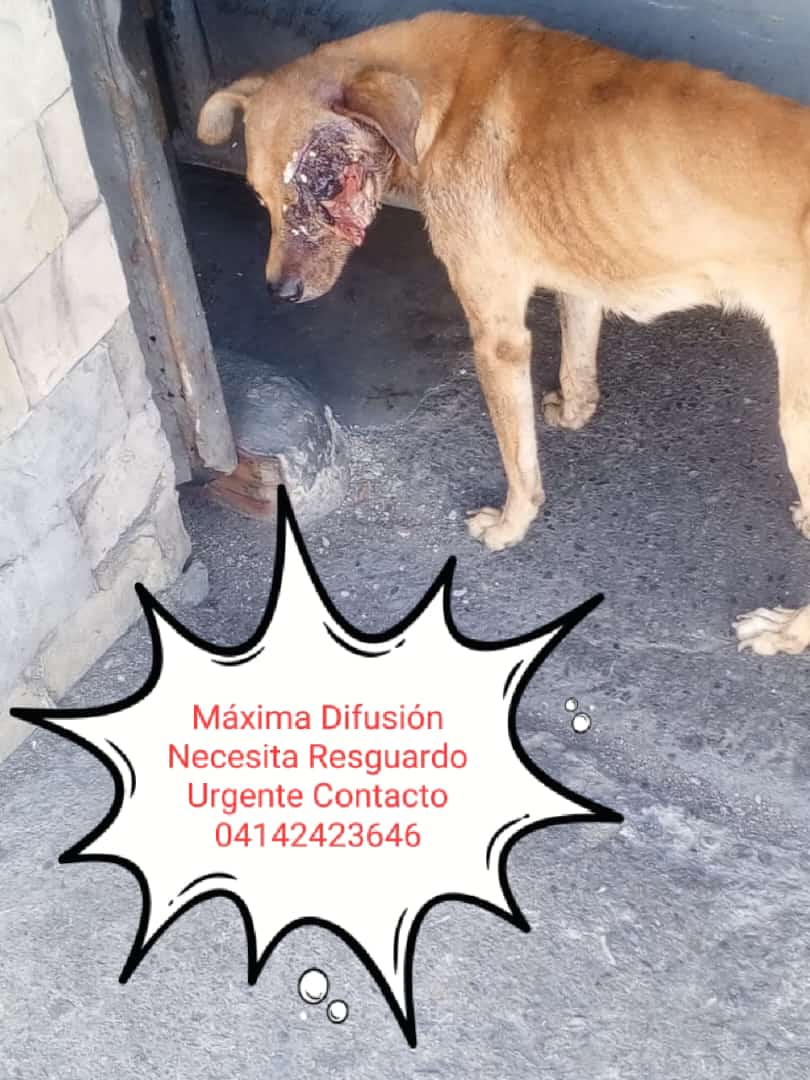 Reportan este caso en la Pastora. Necesita urgente un resguardo para ayudarlo me informan que tiene días asi pero no ha recibido ayuda. Urge un temporal para su atención.
Contacto 04142423646. Por favor máxima difusión