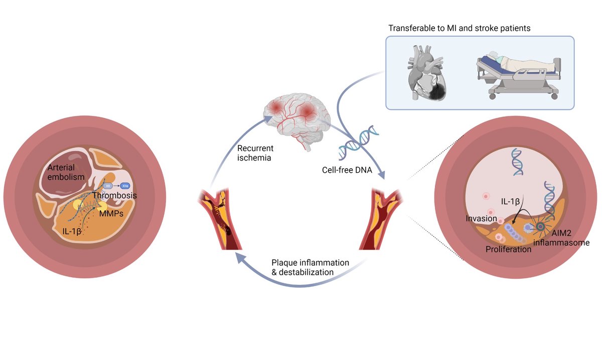 Did you ever wonder why the risk for subsequent vascular events is increased after a first stroke or MI?

Our answer, out now in <a href="/Nature/">nature</a> nature.com/articles/s4158…

A story about NETosis, DNA-sensing and inflammasome activation. Spearheaded by <a href="/StefanRoth86/">Stefan Roth</a> and Jiayu Cao.