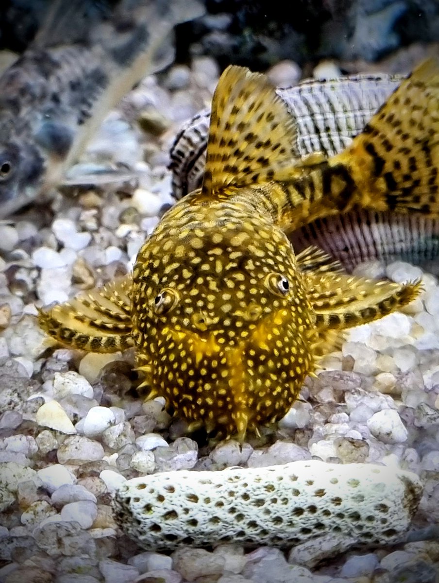 Is this the derpiest fish you've seen today?