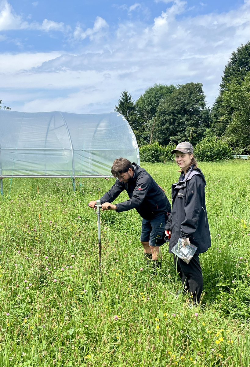Soil sampling in our drought experiment ☀️🍄🦠 <a href="/emilie_roinel/">Emilie Roinel</a> <a href="/agroscope/">Agroscope</a> #DryMountProject