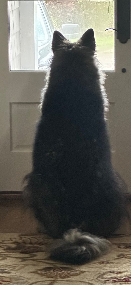 Dr. Matthew Cheeseman tweet media