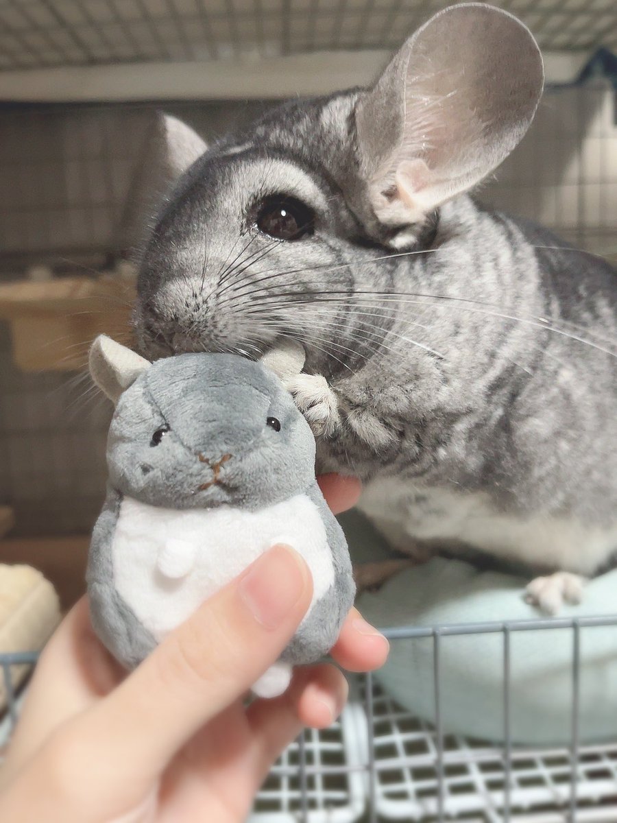 かわいすぎ🥹🐭 #チンチラ