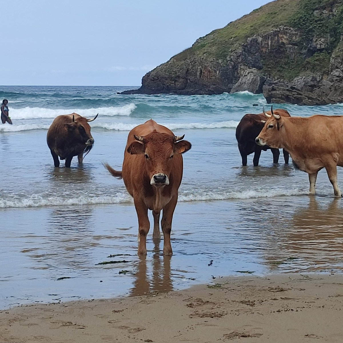 FederBousVal's tweet photo. Els bous a la mar que ens agraden https://t.co/GeVu5rfpV7