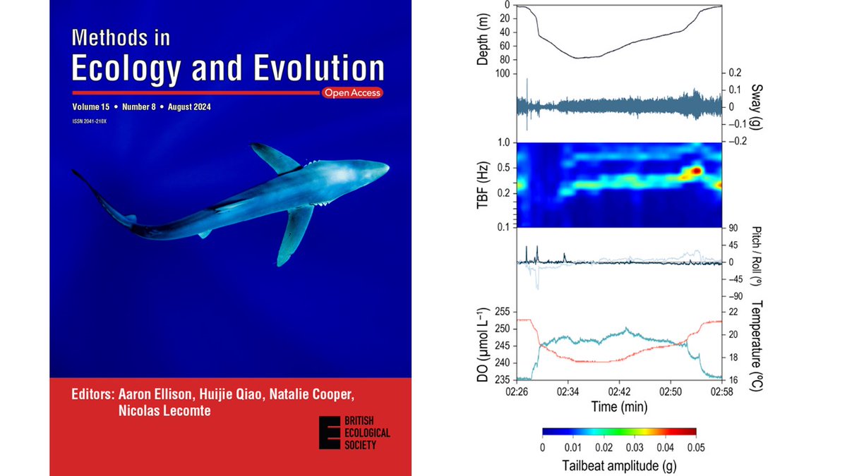 David Sims (@thesimslab) on Twitter photo Sharks & climate change - new tag recording O2, Temp and fine-scale movements & activity to explore #shark responses to #MarineHeatwaves & ocean #deoxygenation - out now Open Access in <a href="/MethodsEcolEvol/">Methods in Ecology and Evolution</a> <a href="/ERC_Research/">European Research Council (ERC)</a>
dx.doi.org/10.1111/2041-2… Sharks & climate change - new tag recording O2, Temp and fine-scale movements & activity to explore #shark responses to #MarineHeatwaves & ocean #deoxygenation - out now Open Access in <a href="/MethodsEcolEvol/">Methods in Ecology and Evolution</a> <a href="/ERC_Research/">European Research Council (ERC)</a>
dx.doi.org/10.1111/2041-2…