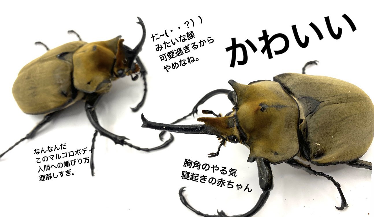 エレファスゾウカブト エレファスゾウカブト ♂110ミリペア（メスフリーサイズ