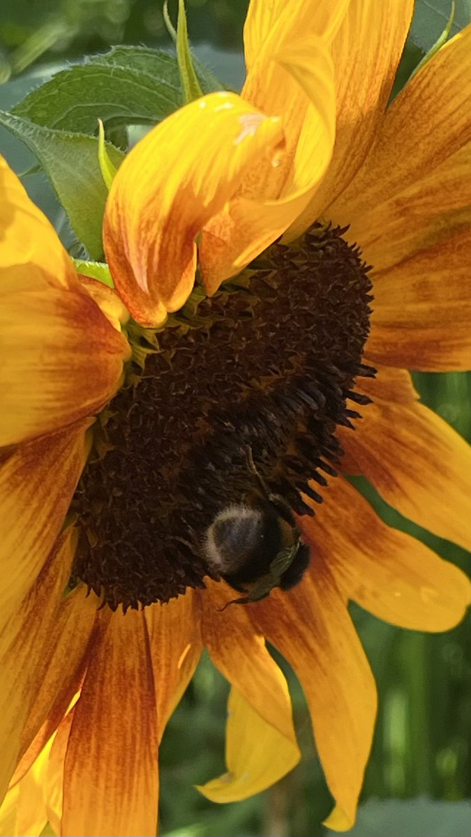 JukkaPartanen3's tweet photo. The mood boost #sunflowers #auringonkukka #flowerphotography #photography #sonnenblumen #solros #ひまわり #ThePhotoHour #MacroHour #August #channel169 #valokuvaus https://t.co/HX8BaLQIHQ