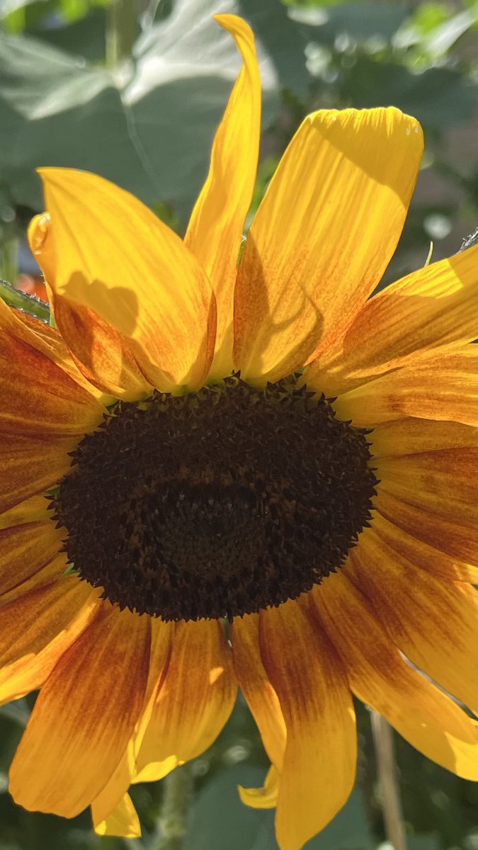 JukkaPartanen3's tweet photo. The mood boost #sunflowers #auringonkukka #flowerphotography #photography #sonnenblumen #solros #ひまわり #ThePhotoHour #MacroHour #August #channel169 #valokuvaus https://t.co/HX8BaLQIHQ