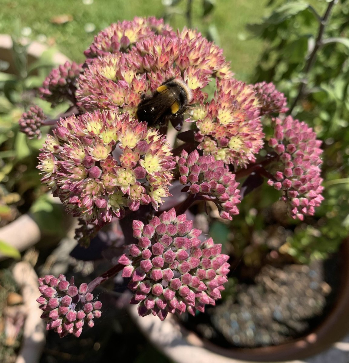 dear_sneezing's tweet image. Scrummy  Soda  Scones
#OliveBread #SkyLark
👺🦋🍀 ♠️👺🦋🍀 ♠️👺🦋🍀 ♠️👺🦋🍀 ♠️