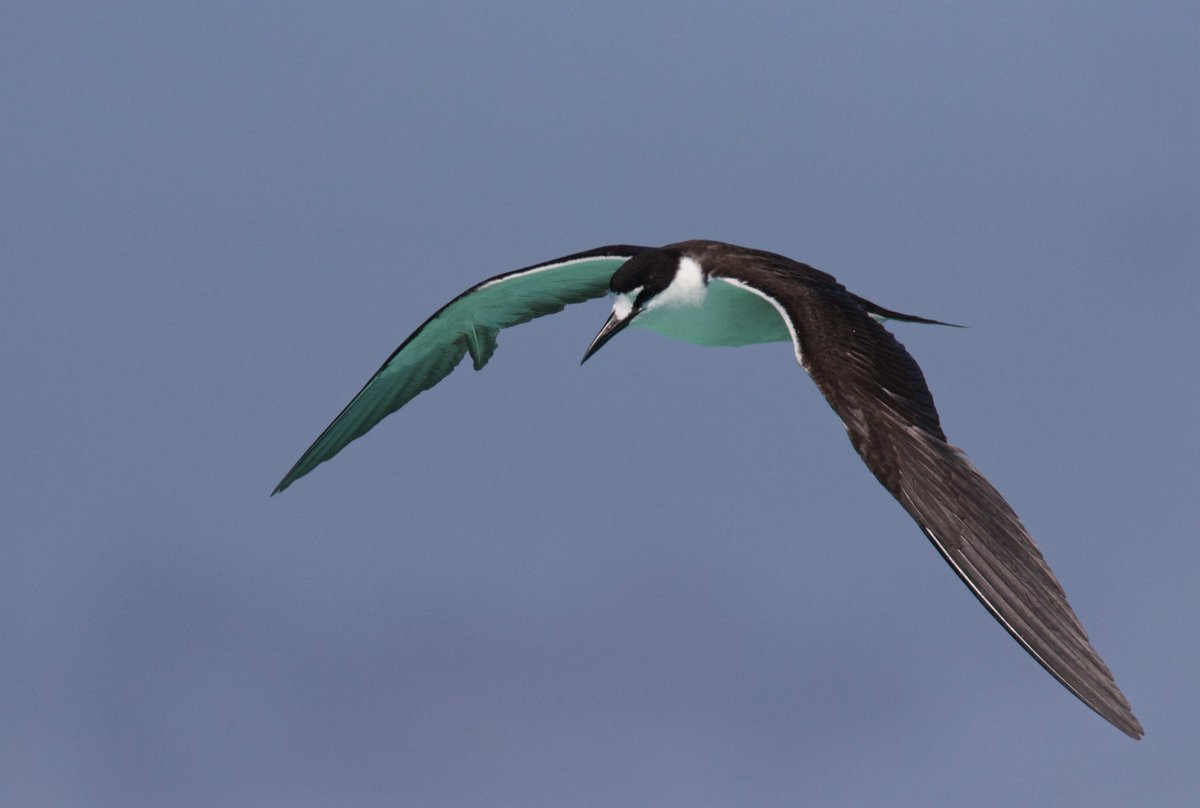 Ashmore Reef is an amazing site for seabirds. Birds were coming and going all the time. It was difficult to know where to look next. Lots of photos taken but I like these two. A Sooty Tern head on and a Brown Noddy that came for a drink right in front of my zodiac.