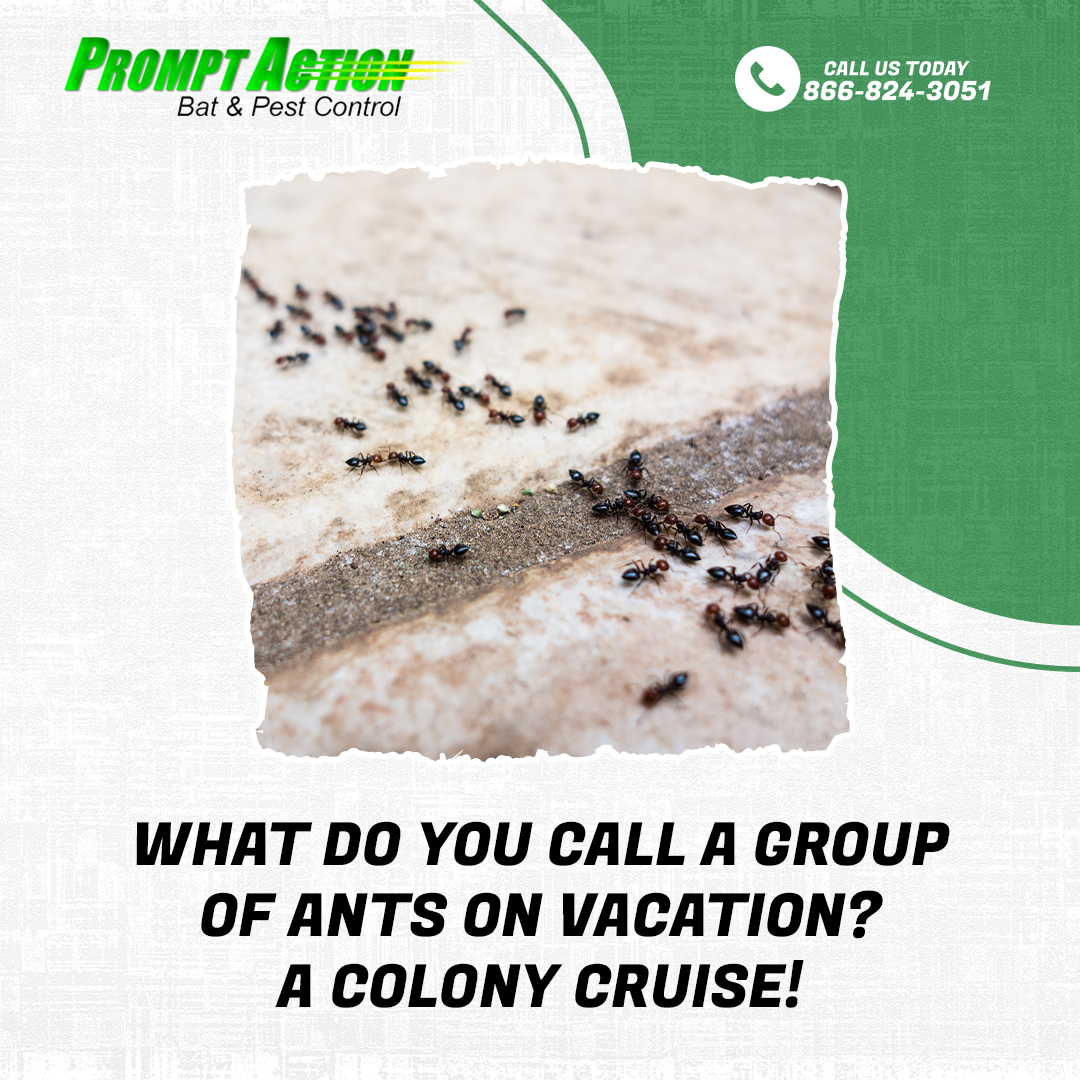 BatPestControl's tweet image. While ants on a picnic are unwelcome, Prompt Action offers ant control solutions to keep your summer worry-free. 

promptactionpest.com

#PestHumor #PromptAction #AltoonaWI