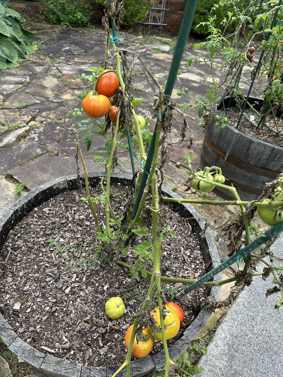 MundoVerde_SOS's tweet photo. ¿Hay algo más bello que llegar a casa y ver que no se pudrieron los tomates?
¡Las playas de
Oak Island en @VisiteNC son fenomenales, pero los tomates también! 🍅 https://t.co/xx2vm4KzfQ