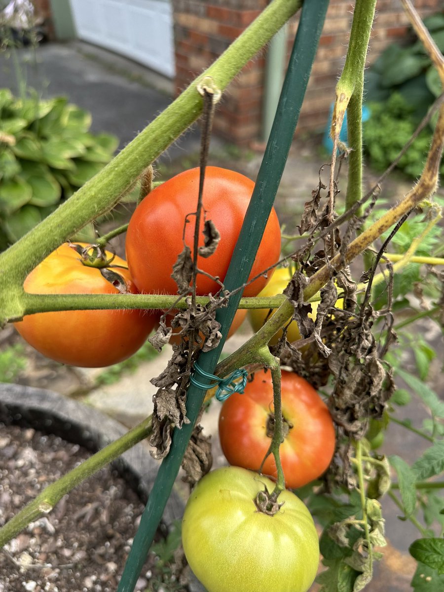 MundoVerde_SOS's tweet photo. ¿Hay algo más bello que llegar a casa y ver que no se pudrieron los tomates?
¡Las playas de
Oak Island en @VisiteNC son fenomenales, pero los tomates también! 🍅 https://t.co/xx2vm4KzfQ