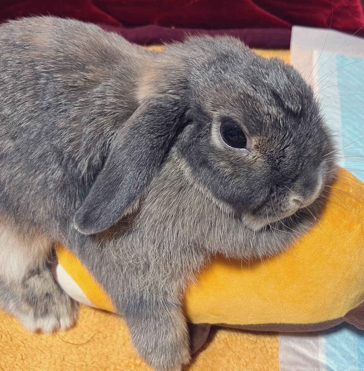 htagkmc's tweet photo. @MAL45834961 @angel_145_2537 わぁ！本当ですね…！
可愛い〜🥰🐰 https://t.co/MQXysyMgt1