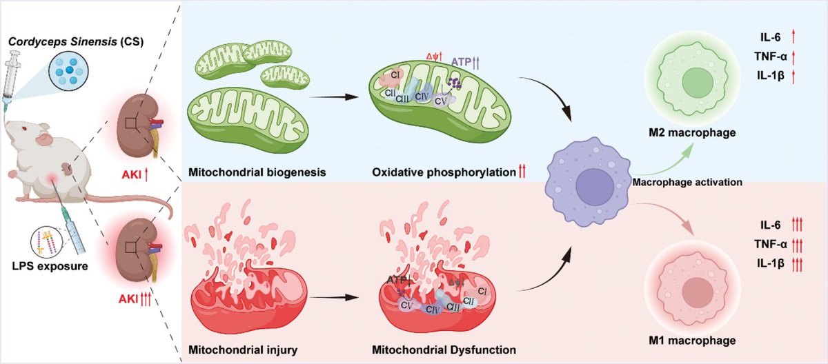 AMM_journal's tweet photo. #Multi_omics strategy reveals that #Cordyceps_Sinensis ameliorates sepsis-associated acute kidney injury via reprogramming of mitochondrial energy metabolism and macrophage polarization https://t.co/WTK9ASyHkU #acutekidneyinjury https://t.co/JEKXrnBwuq