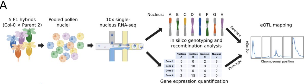 🔍By capturing mature sperm nuclei, we fine-mapped trans-eQTL hotspots and detected meiotic recombination events. Our study with 5 A. thaliana F1 hybrids reveals that most eQTLs are cell-type specific. Notably, PSV1 regulates sperm nuclei-specific genes 🌿🔬#Genomics #Arabidopsis