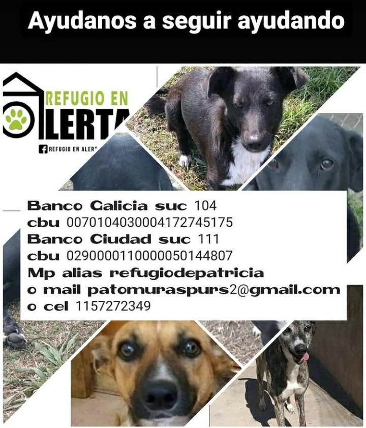 refugioenalerta tweet media