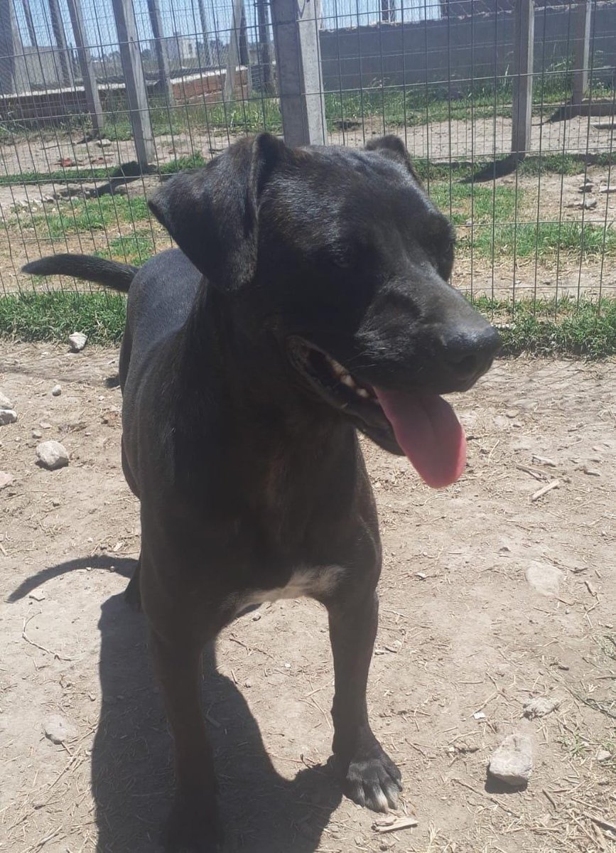 refugioenalerta tweet media