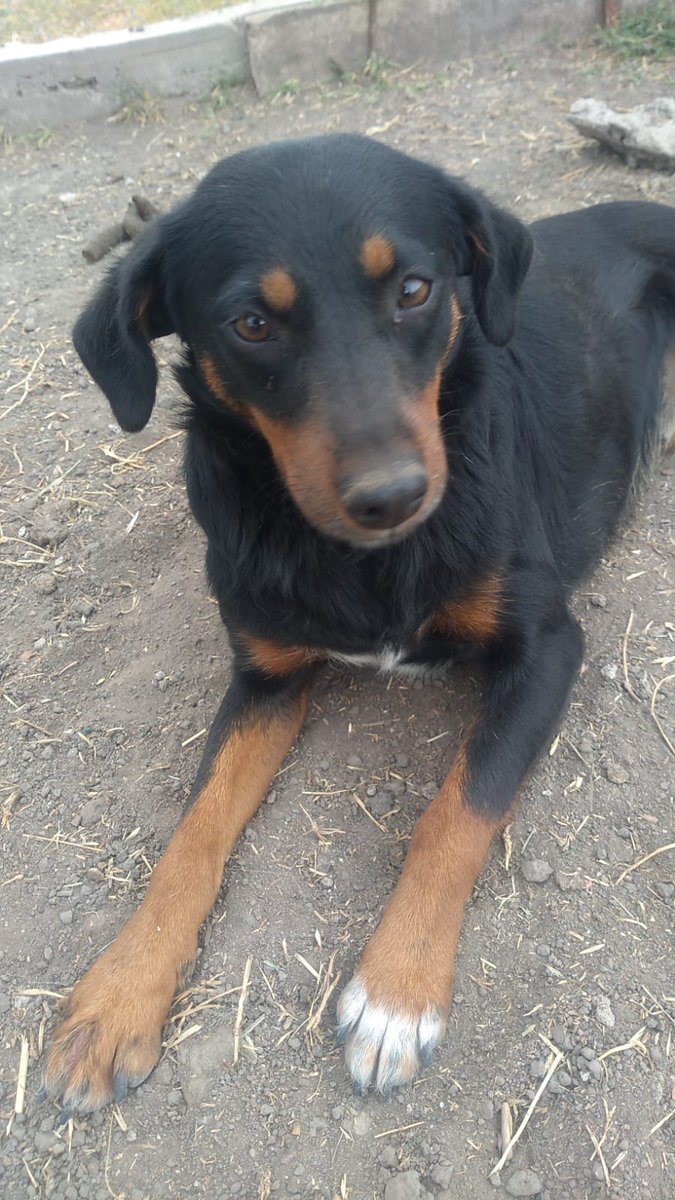 refugioenalerta tweet media