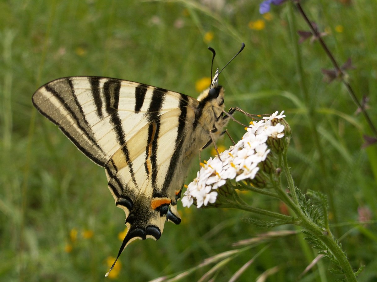 NEW: International MSc Program in English at the University of Würzburg, Germany

"Conservation Biology and Applied Ecology"

See for more information:
biologie.uni-wuerzburg.de/masterbioscien…