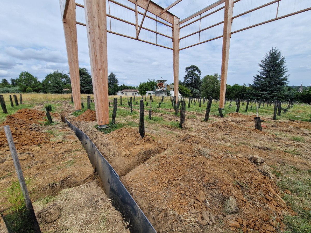 Fin de chantier de l'exclusion de pluie... sous le soleil ! Et près de 40°C.🥵

En surface, le dispositif permet d'empêcher les eaux de pluies d'atteindre le sol.☔️
En profondeur, un "trench plot" est installé pour éviter le ruissèlement des eaux à proximité du dispositif.🛡️