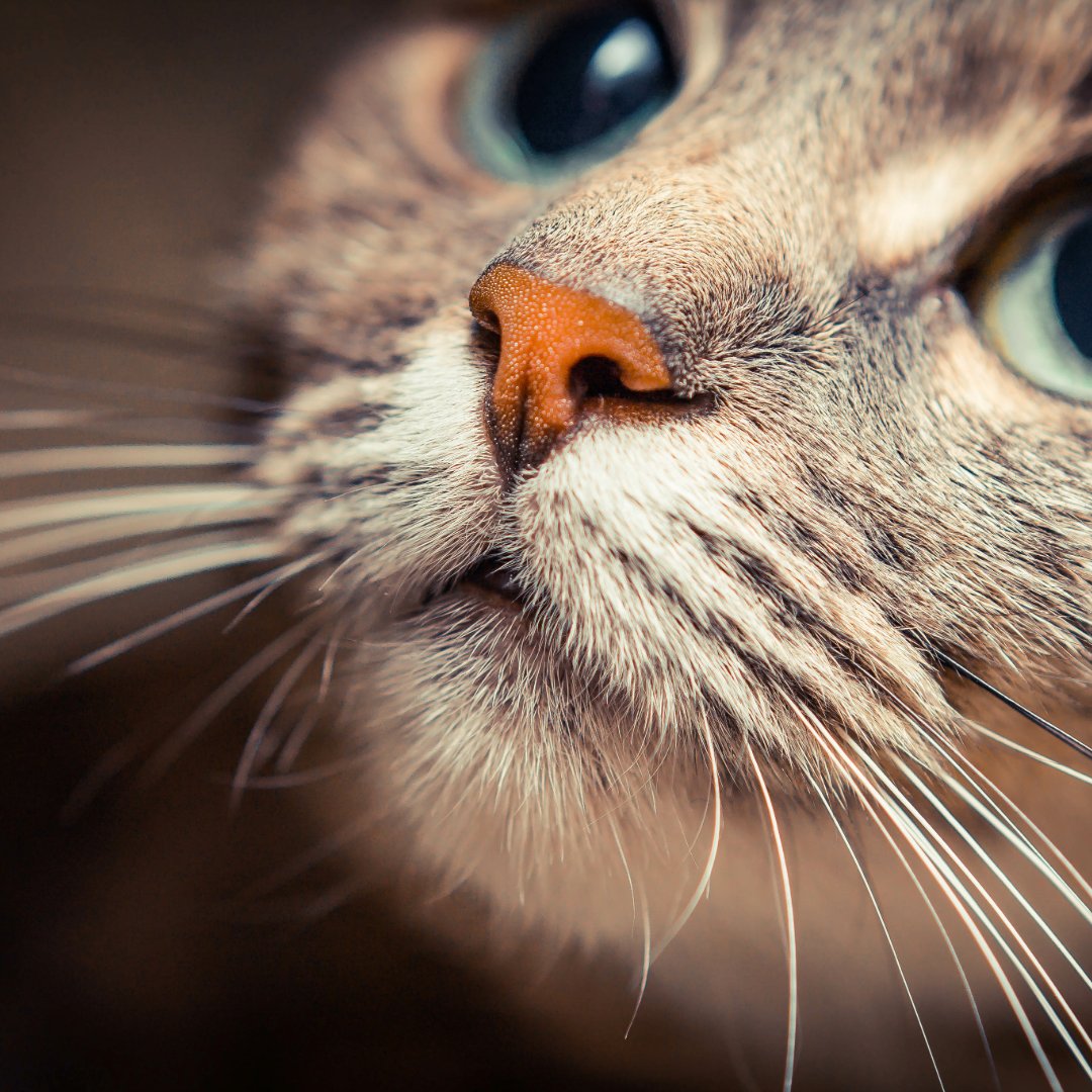 Royal Institution (@ri_science) on Twitter photo Do cats grieve the loss of fellow pets?
Research suggests that cats show signs of grieving after the death of another pet in the household, challenging the view that they are aloof and antisocial. Do cats grieve the loss of fellow pets?
Research suggests that cats show signs of grieving after the death of another pet in the household, challenging the view that they are aloof and antisocial.