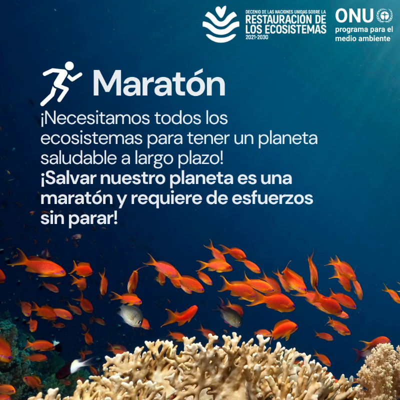 unep_espanol's tweet photo. Si proteger y restaurar el medio ambiente fuera una disciplina olímpica... 

🥇 ¿quién se llevaría el oro?

En plenos #JuegosOlímpicos @Paris2024, echa un vistazo a algunas de las especies y ecosistemas que van a la cabeza de la protección del planeta ante la triple crisis 🌎.