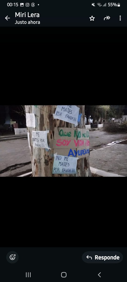 AHORA: Amaicha del Valle. Vecinos y grupos ambientales quieren evitar la poda del último árbol de la plaza principal de la comuna. Protestan en la zona. La poda se dio por orden del delegado comunal Cesar Paul  Caillou. #tucumán