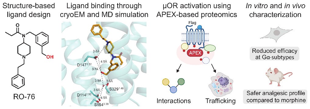 ACS Central Science (@acscentsci) on Twitter photo To develop functionally selective opioids, <a href="/sushmajumdarlab/">Susruta Majumdar</a>, Jay McLaughlin, <a href="/rhuttenhain/">Ruth Huttenhain</a>, Haoqing Wang & colleagues identified a new ligand named RO76 in which the sodium site is targeted indirectly through waters
NEW #ASAP
Read it here: go.acs.org/aoH To develop functionally selective opioids, <a href="/sushmajumdarlab/">Susruta Majumdar</a>, Jay McLaughlin, <a href="/rhuttenhain/">Ruth Huttenhain</a>, Haoqing Wang & colleagues identified a new ligand named RO76 in which the sodium site is targeted indirectly through waters
NEW #ASAP
Read it here: go.acs.org/aoH