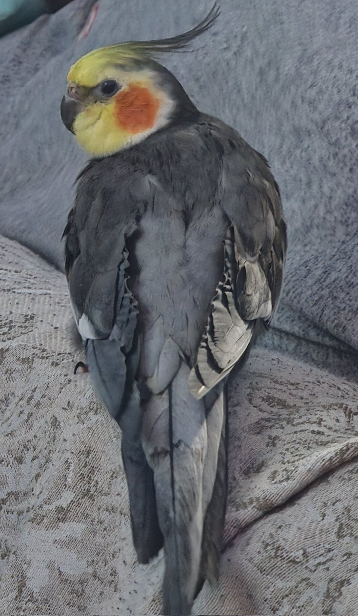 RooRootiel's tweet image. Happy Wesday Frends!!
Mumther say I luk xtra beautiful today and she no leave me alone! She demand mini photo shoot! Roo demand seeb for mlem! All seeb!! 

Hope frends have amazing day! 💜