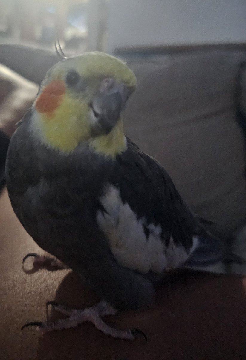 RooRootiel's tweet image. Happy Wesday Frends!!
Mumther say I luk xtra beautiful today and she no leave me alone! She demand mini photo shoot! Roo demand seeb for mlem! All seeb!! 

Hope frends have amazing day! 💜