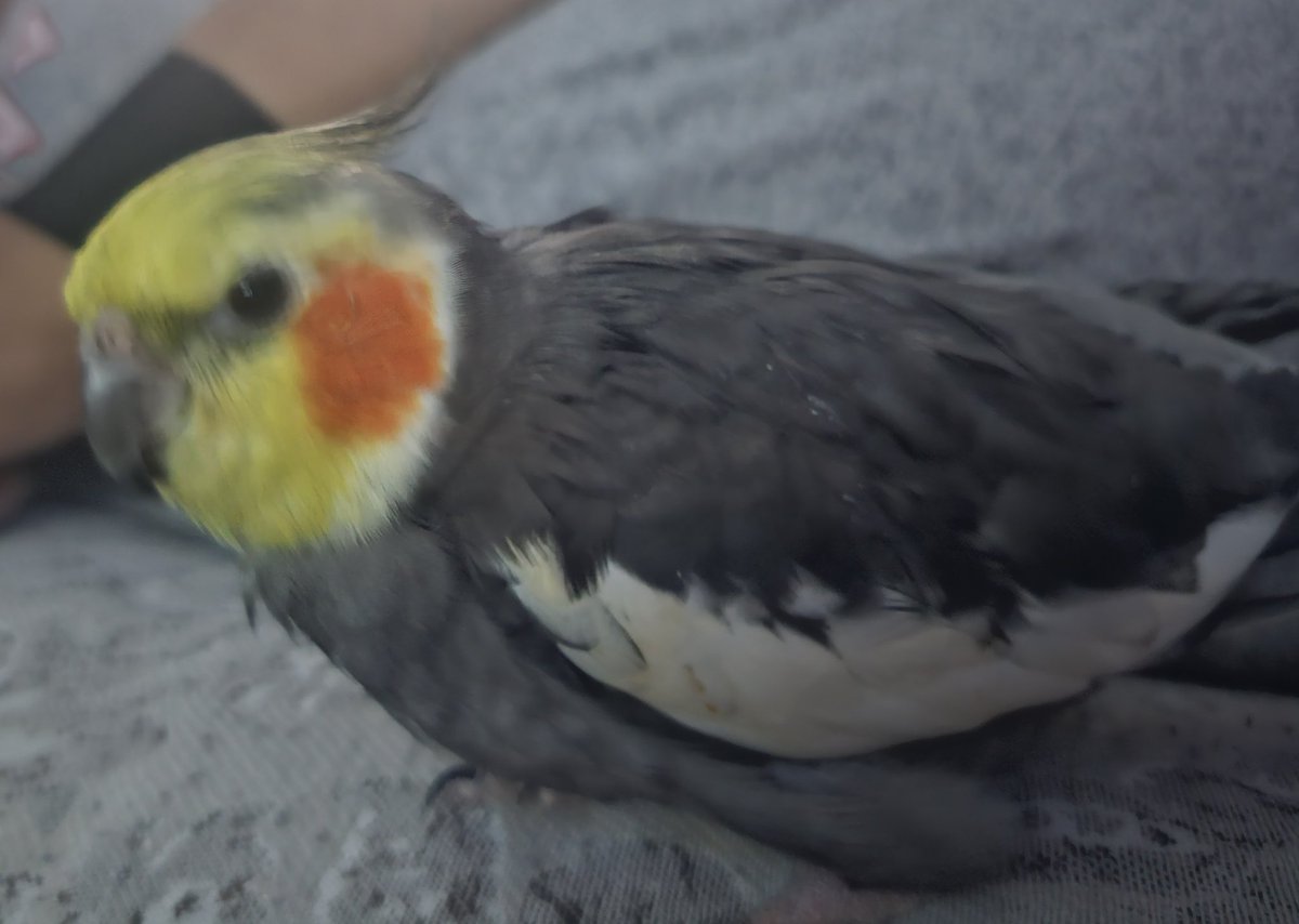 RooRootiel's tweet image. Happy Wesday Frends!!
Mumther say I luk xtra beautiful today and she no leave me alone! She demand mini photo shoot! Roo demand seeb for mlem! All seeb!! 

Hope frends have amazing day! 💜