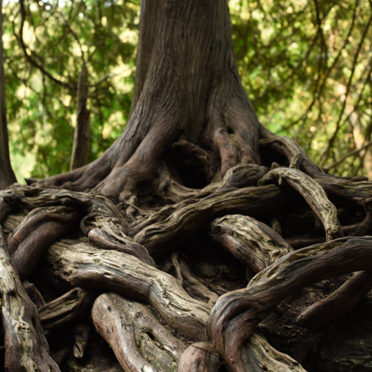 Need to go back to Elora soon! #nature #photography