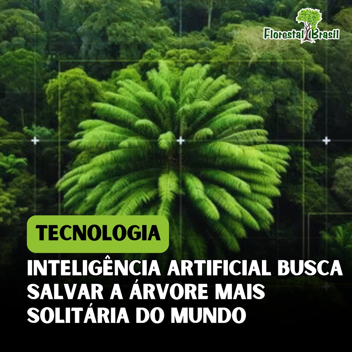 A árvore mais solitária do mundo, uma cícada de Wood (Encephalartos woodii), pode finalmente encontrar uma parceira para reprodução graças à inteligência artificial (IA).

O único espécime masculino conhecido dessa espécie foi descoberto em 1895 na África do Sul e, desde então,