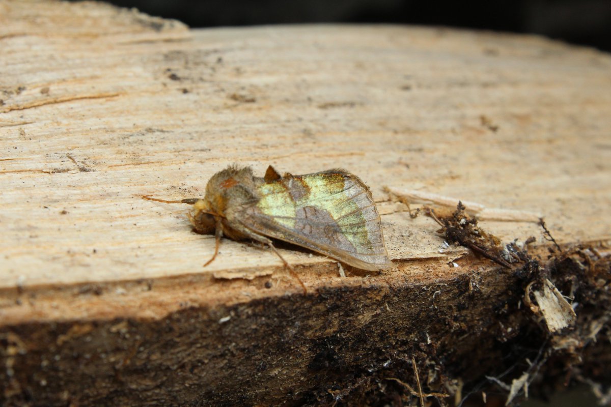 350 moths of 74 species from a very productive weekend light trap at Brook Wood. Pine Hawkmoth and Box-tree Moth new for site, a big increase in Rosy Footman (25). Plus some cryptic Pale Prominent posing for the camera #MothsMatter