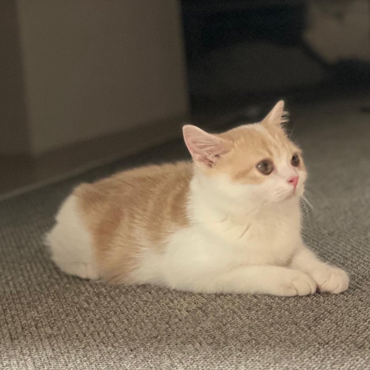 iznaglam's tweet photo. [📩060824] nuevo post de #SAEBI
  
¡Hola a todos!🥹❤️ Soy Saebi🍀❤️ Hoy, en lugar de mostrarles a Saebi conejo, les traigo a Saebi gatito. ¿Qué les parece? ¡Muy genial, verdad? A partir de ahora, les mostraré muchas versiones diferentes: Saebi conejo, Saebi gatito, Saebi jirafa.. https://t.co/OAvrp2owOt