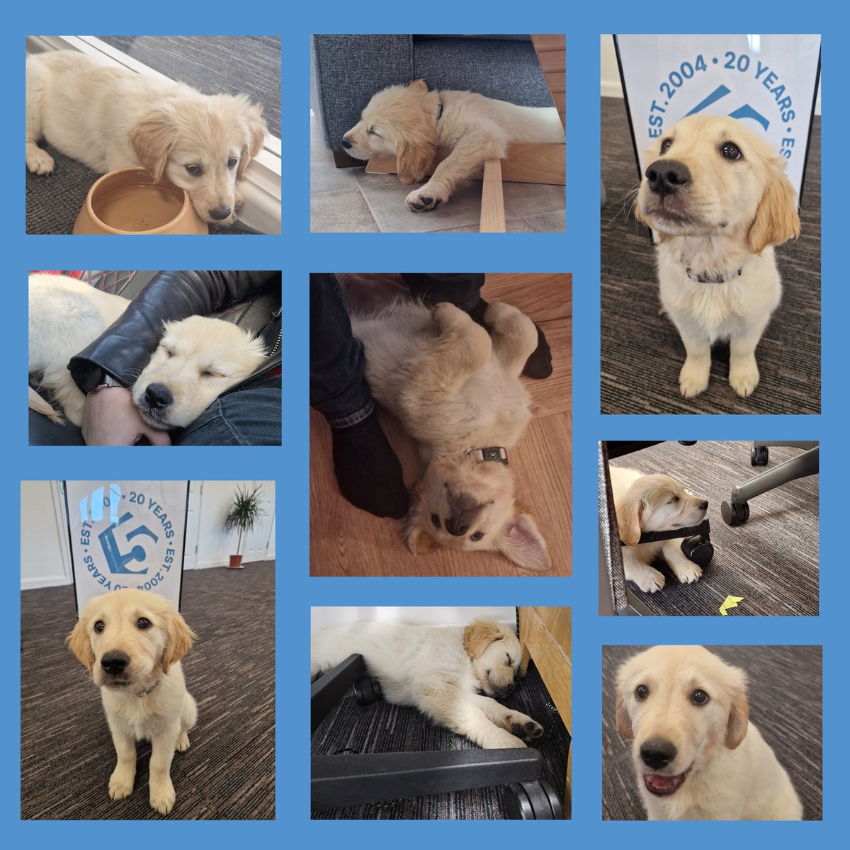 4energy_group's tweet photo. Introducing the newest member of 4energy group, Willow, who has been making herself at home in all sorts of places around our offices and has no trouble having a snooze in some very unusual spots! #officedog #pooch #labrador #puppy #wonderdog #snooze https://t.co/87bz2j7fqI