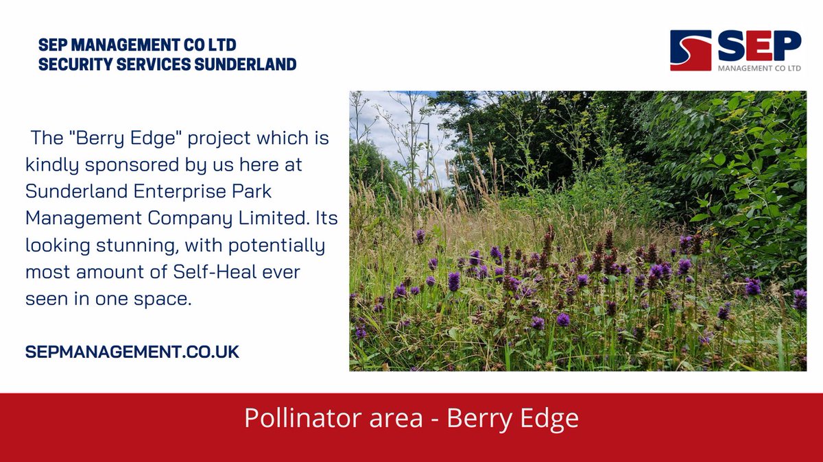 We are looking forward to working with Climate Action NE to find other areas to create another Pollinator Park.
#pollinatorpark
#rewilding
@climateactionne
#sunderlandenterprisepark
#securityservices